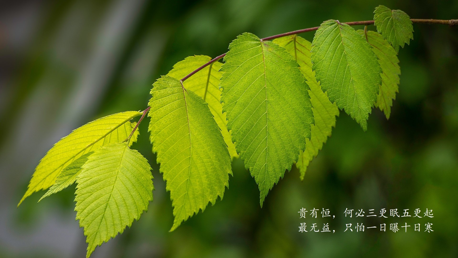 最佳进球：本周赛事最佳破门瞬间排行榜，最佳进球集锦